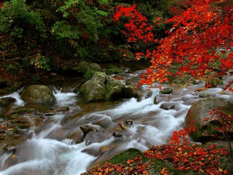 枫叶山水风景图片,正在飘落的枫叶图片,最美的枫叶飘零图片_大山谷图库