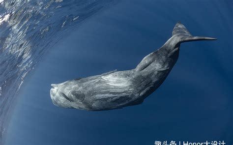 远古巨兽梅尔维尔鲸，虎鲸只够它塞牙缝|化石|梅尔维尔|抹香鲸_新浪新闻