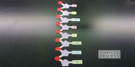 学生通用技术设计作品：DNA 双螺旋结构模型制作|通用技术作品报告书示范-优秀论文-研究性学习平台