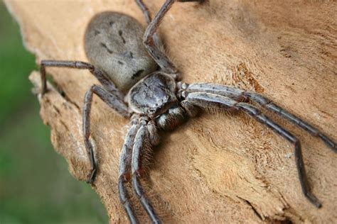 Types of Huntsman Spiders: A Comprehensive Guide Spider Advisor