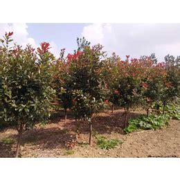 苗木生长过程中的6种施肥管理技术-种植技术-中国花木网