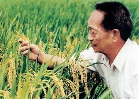 生态米 、常规稻与杂交稻的区别_水稻