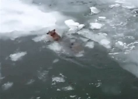 狐狸不小心掉入河里，瞬间被冻成冰，俄罗斯冬天好可怕|狐狸|俄罗斯|可怕_新浪新闻