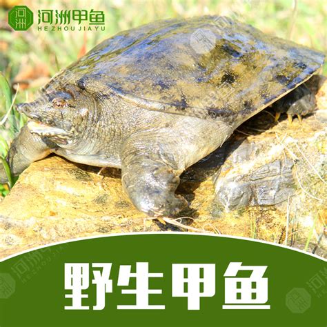 野生甲鱼辨识图片