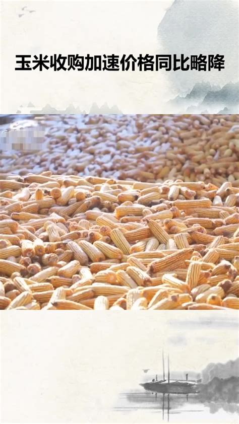 玉米收购加速价格同比略降(二)_凤凰网视频_凤凰网