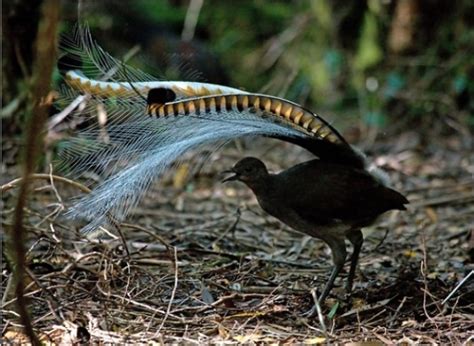 琴鸟的图片（澳大利亚的琴鸟） - 科猫网