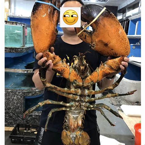 世界上最大的龙虾，寿命可能超过100年，有着“百年龙虾”的称号！_腾讯视频