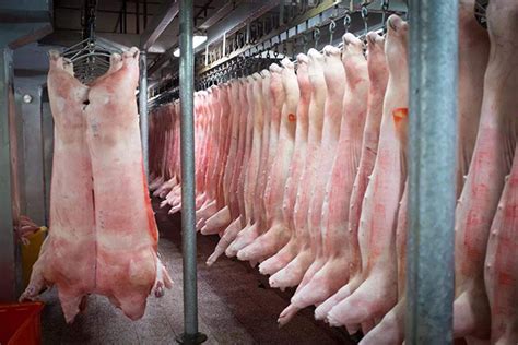 中秋和国庆，猪肉会继续涨价吗？人们会不会缺肉吃？专家这样说__财经头条
