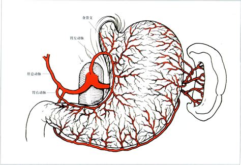 腹腔干血管解剖图图片