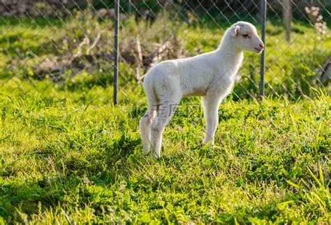 山上草地上一群羊的小羔羊高清图片下载-正版图片504843760-摄图网