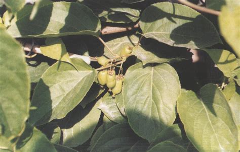 软枣猕猴桃苗售价，附种植时间 - 农敢网