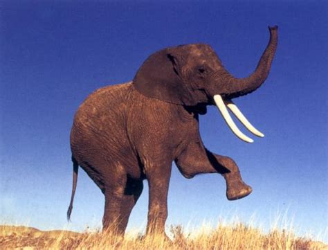 动物园里和人互动的大象高清图片下载-正版图片500209788-摄图网