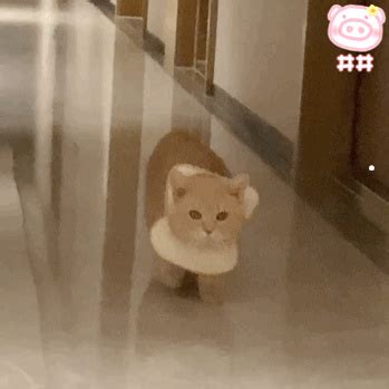 1个月大的小橘猫找主人 - 家在深圳