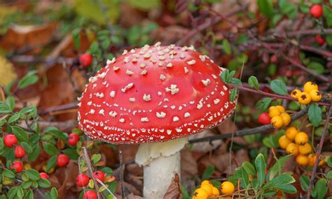 红菇摄影图__食物原料_餐饮美食_摄影图库_昵图网nipic.com