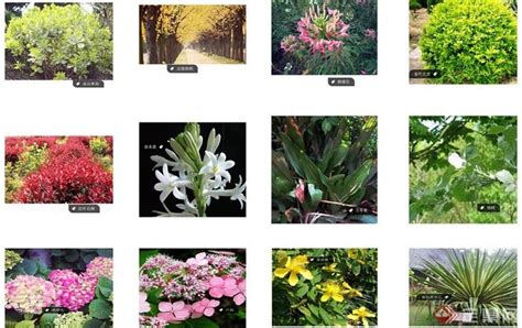 有小白花的盛开的灌木高清图片下载-正版图片504293123-摄图网