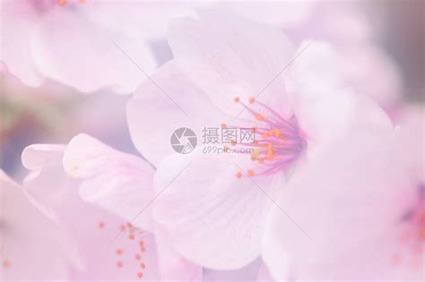 粉色樱花非主流头像