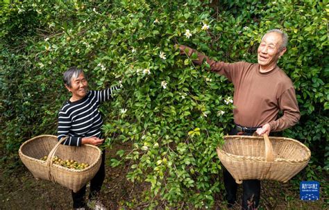 贵州天柱万亩油茶树下的生态鸡串起乡村致富产业链-贵阳网