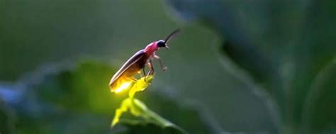 【萤火虫研学】系列三：一个常年能看到萤火虫、蝴蝶的地 - 公司新闻 - 龙冈旅游官网