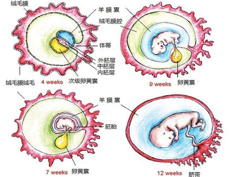 早期孕检B超作用分析：分清什么是卵黄囊和孕囊_家庭医生在线