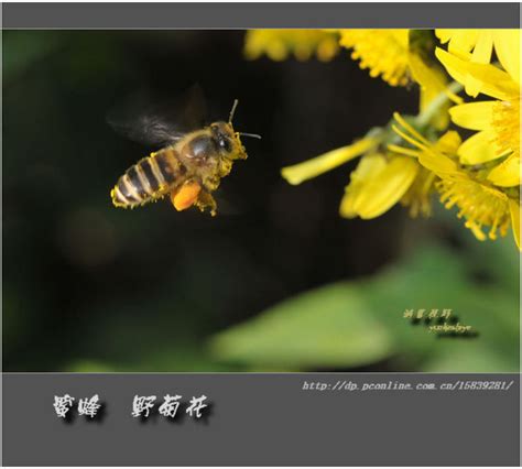 两只采蜜飞翔蜜蜂与山楂花高清图片下载_红动中国