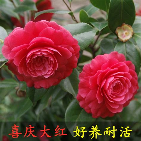 茶花大红六角图片
