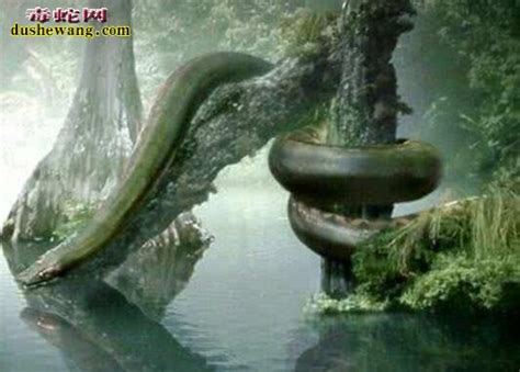 泰坦蟒可以生吞鳄鱼为什么会灭绝？霸王龙后地球的最后一个霸主是_其他蛇_毒蛇网