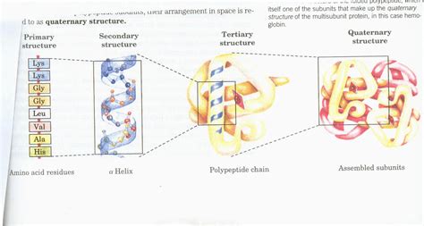分析蛋白质三级结构的技术手段有哪些? - X-MOL问答 - X-MOL学术平台