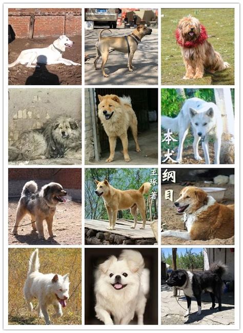 中国土狗有哪些品种及图片-宠物王