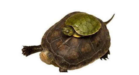 乌龟为什么不停的往上爬 巴西龟为什么一直爬缸-鸟基地博客