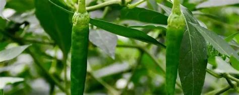 樟树港辣椒是哪里产的 - 业百科