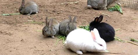 兔子的尾巴为什么很短 - 儿童小故事 - 故事365
