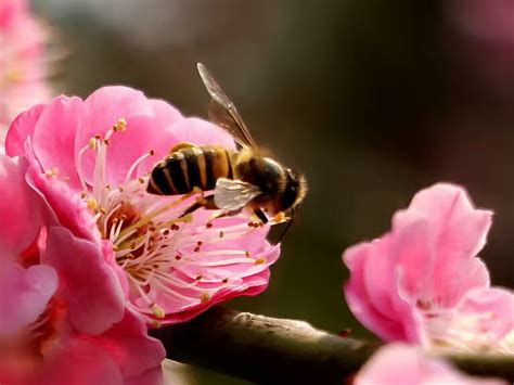 竹子梅花蜜蜂路灯写一段话-竹子梅花蜜蜂路灯写一段话,竹子,梅花,蜜蜂,路灯,写,一段话 - 早旭阅读