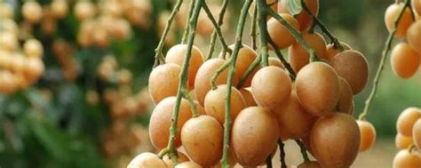 黄皮果树的栽培与管理 黄皮果树如何种植_知秀网