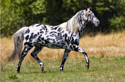 世界上最美的马，阿克哈·塔克马（体形优美全身泛金光）_探秘志