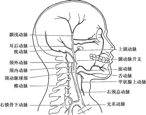 颈部解剖图图片