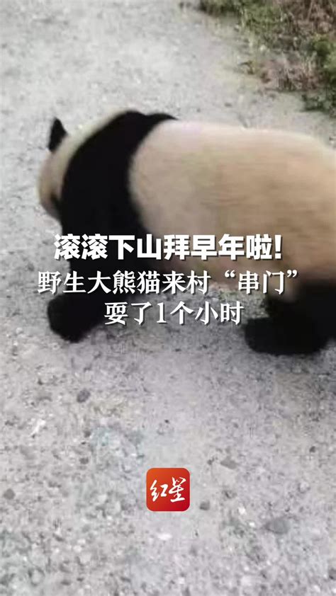 滚滚下山拜早年啦！野生大熊猫来村“串门”，耍了1个小时_凤凰网视频_凤凰网