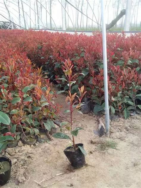 红叶石楠的选购与栽培管理 - 南京雅萍苗圃场