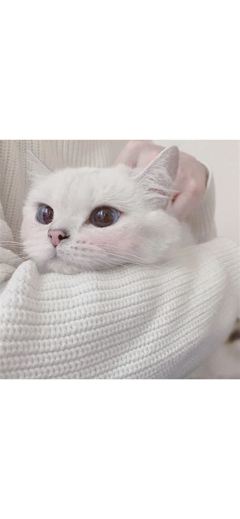 温柔女生布偶猫咪头像