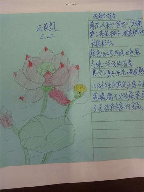 杭州萧山：学校动态︱你想认识我吗？靖江三小六年级“植物名片”设计-小学科学教学网