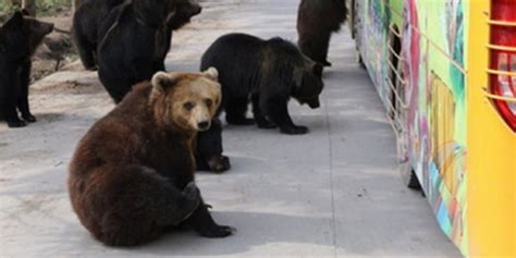 上海饲养员被熊撕咬身亡 事故细节公布_手机新浪网