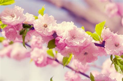 春分?诗节丨春天的美好 愿与你一起分享-新闻频道-和讯网