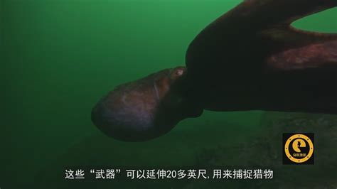 巨型海怪吞没50吨渔船，没想到海怪居然是制造出来的《水下之秘》_腾讯视频