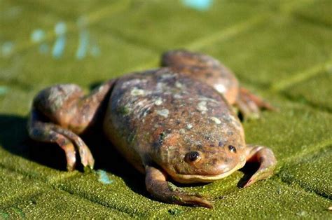不合理蛙是什么，学名叫奇异多指节蟾(常见于南美洲热带雨林)_小狼观天下