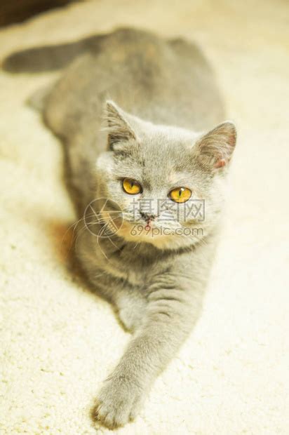 灰白的苏格兰小猫躺在白色地毯上高清图片下载-正版图片504986520-摄图网