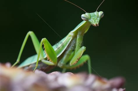 户外的绿色螳螂高清图片下载-正版图片600295317-摄图网
