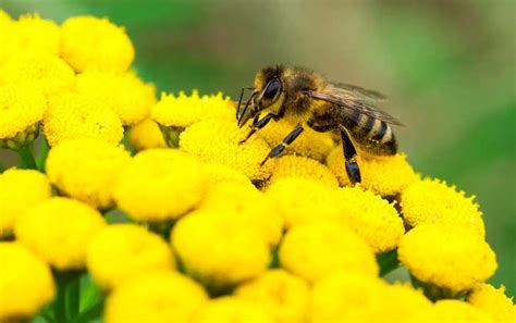 家里来蜜蜂是什么预兆-农百科