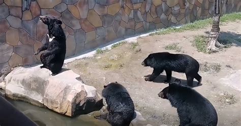 饲养的黑熊打架，饲养员冲上前劝架很无奈，饲养员：不要打了，我又打不过你们！_黑熊