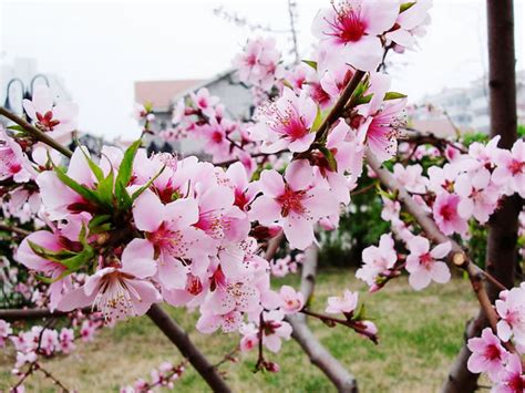桃花品种分为几种桃花（常见桃花种类分别叫什么名字）-长景园林网