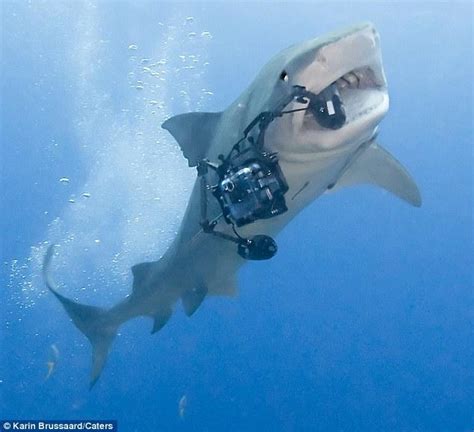 虎鲨海底抢劫摄影师相机 - 海洋财富网