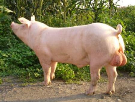 茂名生猪养殖产业发展（广东省茂名市养猪政策查询）_猪路通